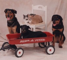 Group Of Pets Black And Tan Dog Rottweiler Gray Cat Orange Cat Playful
