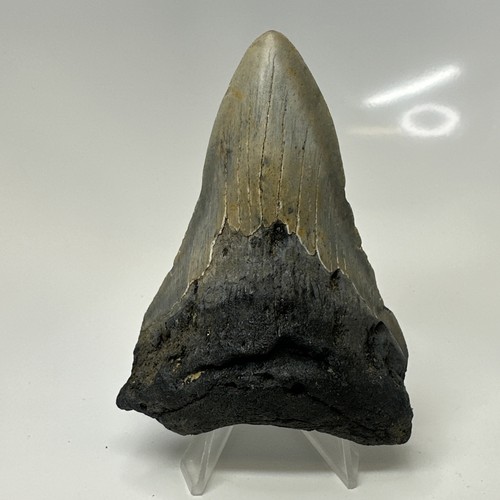 Megalodon shark tooth - shark, 3.92
