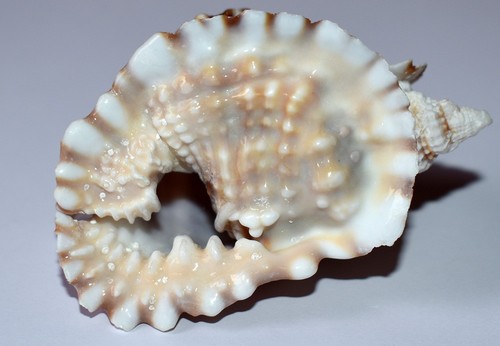 Coquillages personidae - coquillages,
