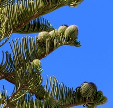 Araucaria heterophylla