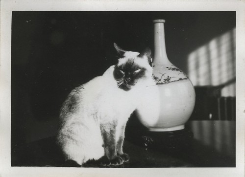 Antique photo vintage - antique,