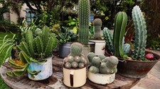 Lot De 10 Graines De Cactus