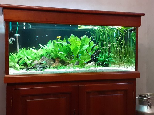 Meuble merisier aquarium - en, +aquarium