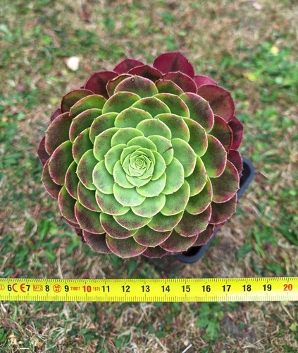 Aeonium fiesta rare succulent - aeonium,