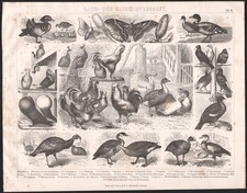 1870 Gravure originale