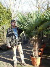 nouvelle taille : palmier 2m