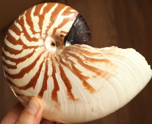 Coquillage nautile 4cm - nautile, 15.4cm