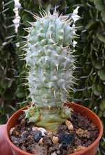 HOODIA RUSCHII   stapelia