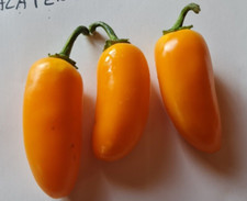 20 graines de piment Jalapeno