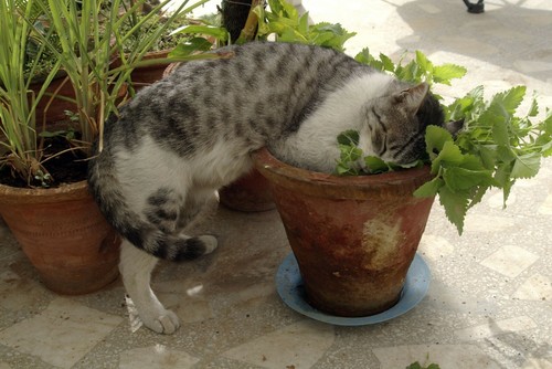 200 graines menthe chat - graines, à
