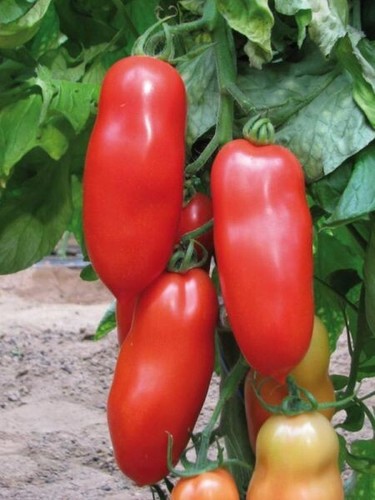 Lot graines de tomates - de,