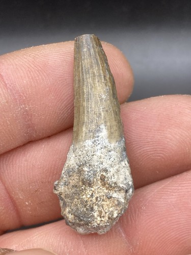 4 cm suchomimus tooth - suchomimus,