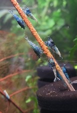 LOT DE 20 CREVETTES TAIWAN