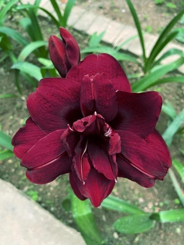 Amaryllis double flowering - double,