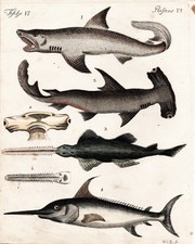 Espadon Requins Requin Marteau Poissons Esturgeon Cuivre Bertuch 1792