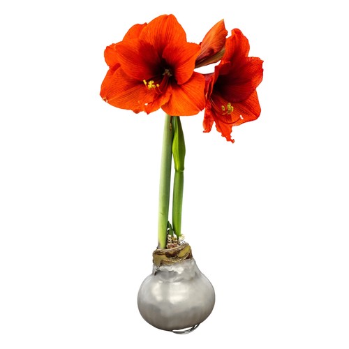 Live waxed amaryllis bulb - waxed,