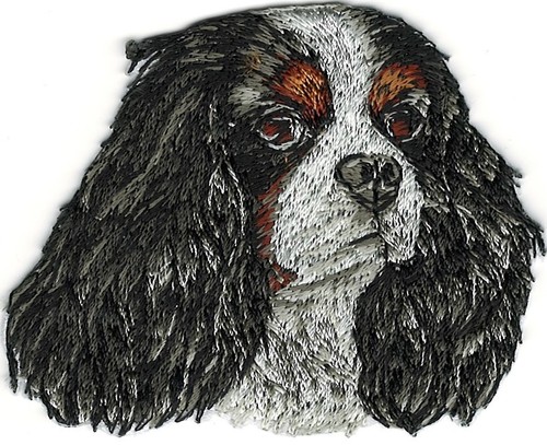 Cavalier king charles spaniel - cavalier,