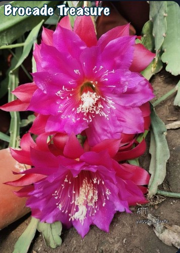 Rare epiphyllum brocade - rare,