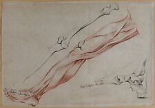 antique drawing human body anatomy medicine muscle leg skeleton