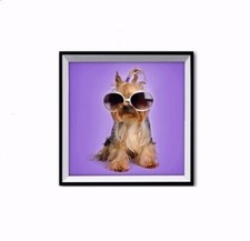 Cadre tableau Chien Chiot Yorkshire lunettes humour - 3D relief - 33 x 33 cm