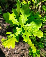 1 Plant De Chêne Vert