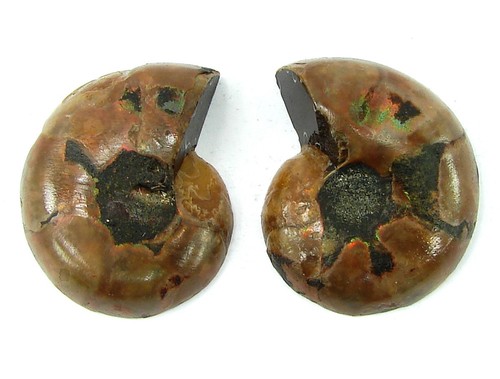 108 ammonite naturelle - ct,