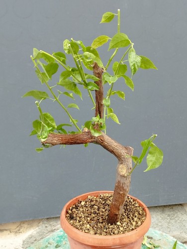 Bonsaï bougainvillier 23 - x,