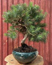 BONSAÏ MÉDITERRANÉEN PIN