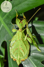eggs (oeufs)  phasme Phyllium