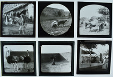 6 PHOTOS SUR PLAQUE DE VERRE