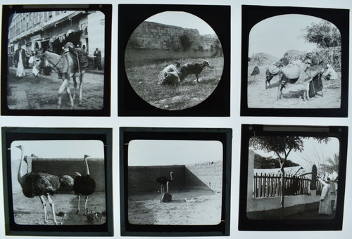 Photos sur plaque verre - plaque,