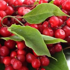 Schizandra chinois Sadova No1