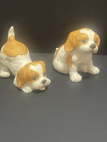 Cavalier king charles puppy - king,