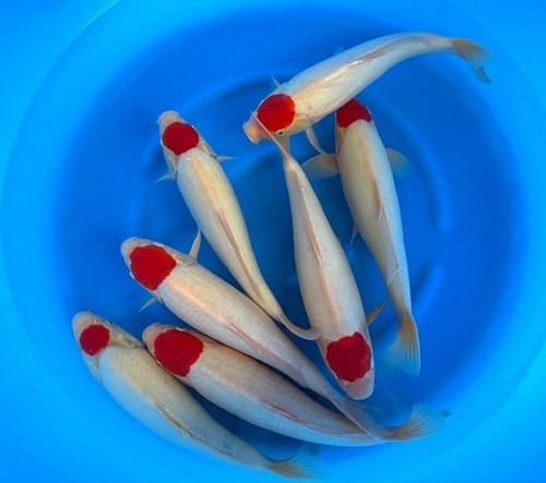 Imported live koi fish - koi,