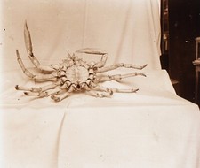 Araignée de mer c1910 Photo