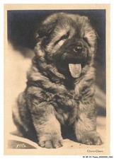 BY-BFP2-1067-CHIEN - CHOW-CHOW