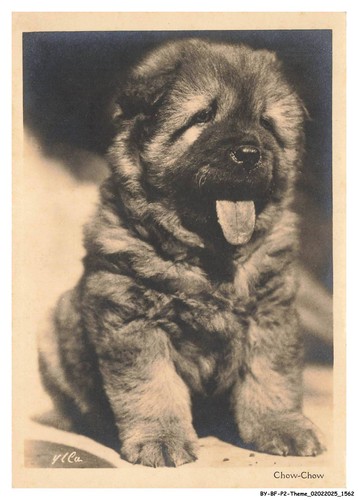 Bfp2 1067 chien chow - -, chow-chow
