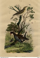 Natural history decoration bird chicken d&#039;water chicken original engraving