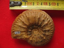 Couple dimorphe de Cardioceras