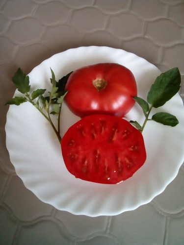 Graines tomate chianti - graines, de