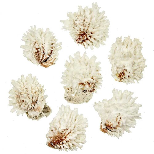 Coquillages chama lazarus
