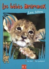 Bébés animaux : Les félins