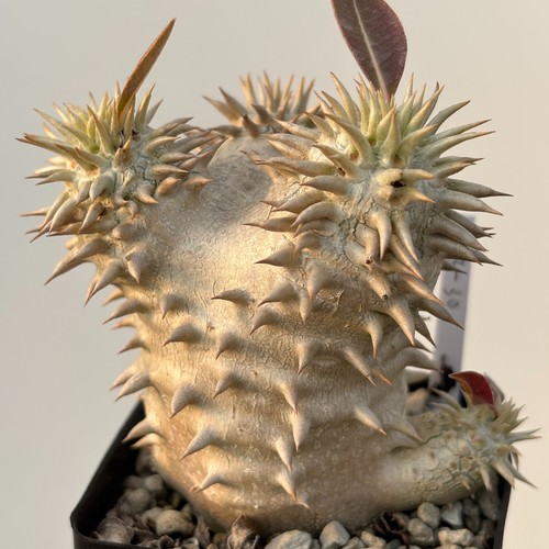 1piece 6cm seedgrowth - 6cm, seedling