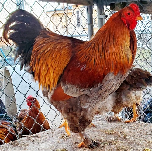 Blue partridge brahma - brahma, hatching