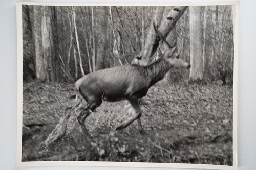 Photo argentique france chasse - photo,