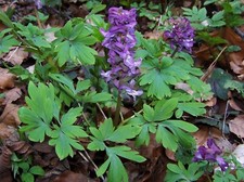 Hollow Lark Spur - Corydalis cava - Holewort 25+ Seeds - Seeds - Graines E 185
