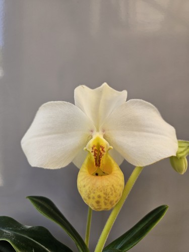 Paphiopedilum emersonii flask - paphiopedilum,