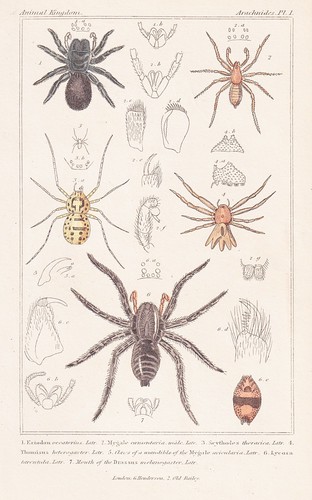 Mygale araignées lithographie - araignées,