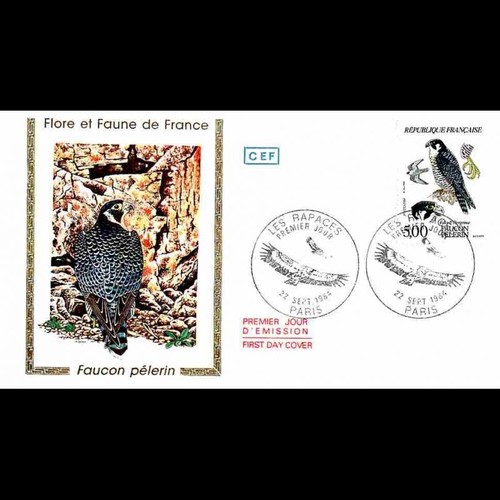 Cef rapaces faucon pèlerin - faucon,