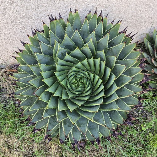Aloe polyphylla 20 - aloe, graines